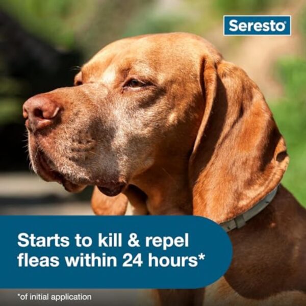 seresto large dog vet recommended flea & tick treatment & prevention collar for dogs